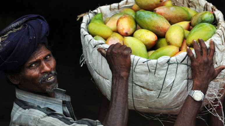 Japan Bans Indian Mangoes After 20 Years. Food Officials Found This