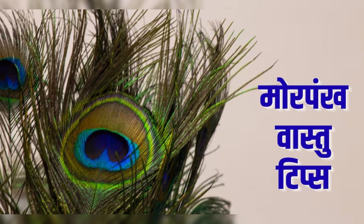 Peacock Feather Vastu Tips: पूजा घर से लेकर बेडरूम तक, जानिए घर में कहां रखना शुभ माना जाता है मोरपंख — WellsTrack
