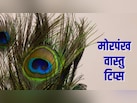पूजा घर से लेकर बेडरूम तक, जानिए घर में कहां रखना शुभ माना जाता है मोरपंख