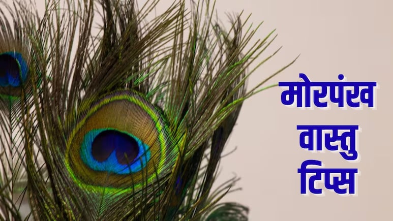 Peacock Feather Vastu Tips: पूजा घर से लेकर बेडरूम तक, जानिए घर में कहां रखना शुभ माना जाता है मोरपंख
