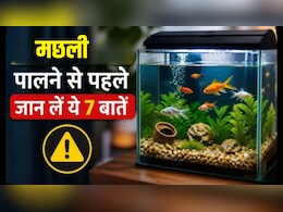 Aquarium में मछली पालने से पहले जान लें ये 7 जरूरी बातें, वरना जल्दी मर सकती हैं मछलियां