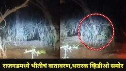 Pune News: पुण्याच्या राजगडमध्ये दबक्या पावलांनी 'तो'आला, पानशेत खोऱ्यात व्हिडीओ काढताना लोकांचा थरकाप उडाला
