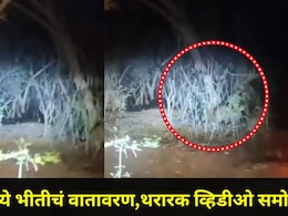 Pune News: पुण्याच्या राजगडमध्ये दबक्या पावलांनी 'तो'आला, पानशेत खोऱ्यात व्हिडीओ काढताना लोकांचा थरकाप उडाला