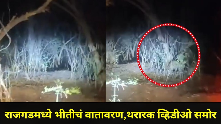 Pune News: पुण्याच्या राजगडमध्ये दबक्या पावलांनी 'तो'आला, पानशेत खोऱ्यात व्हिडीओ काढताना लोकांचा थरकाप उडाला
