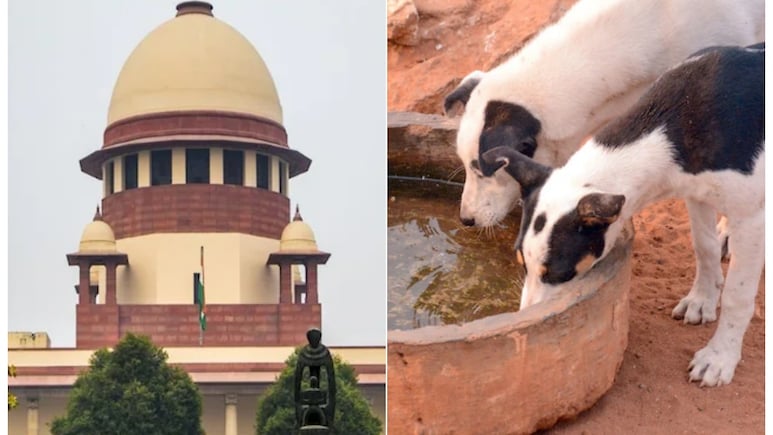 कॉलेज कैंपसों में आवारा कुत्ते रखने की छूट, लेकिन  NALSAR को माननी होगी सुप्रीम कोर्ट की ये शर्त