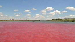 Which River Is Called The "River Of Blood" Of India?