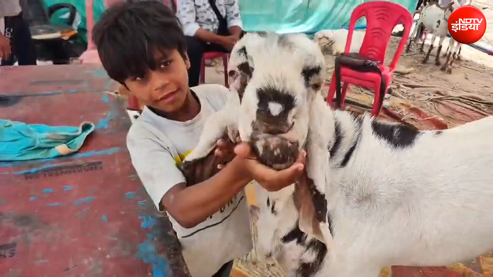 Bakrid News: बकरीद के पहले सजी लखनऊ मंडी, 4 लाख के बरबरी नस्ल के बकरे की खासियत क्या है?