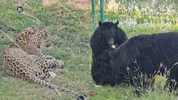 Cooling Systems, Dietary Changes: Heatwave Relief Efforts At Jammu Zoo