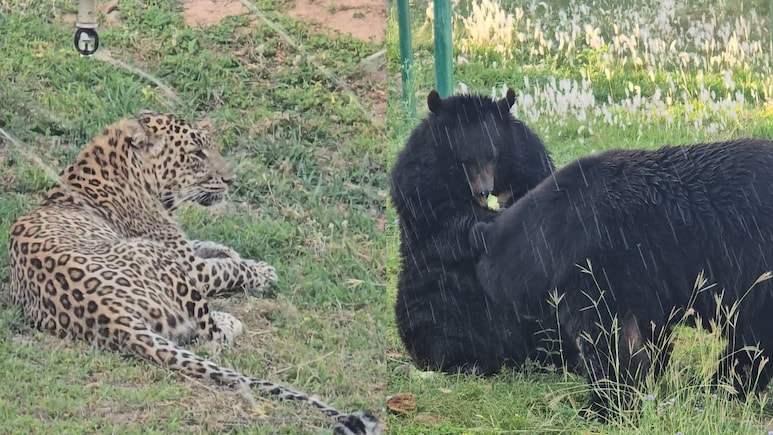 Cooling Systems, Dietary Changes: Heatwave Relief Efforts At Jammu Zoo