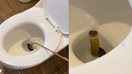 Viral: Guests Check Blocked Toilet At Philippines Resort, Find A King Cobra Inside