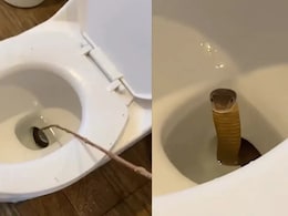 Viral: Guests Check Blocked Toilet At Philippines Resort, Find A King Cobra Inside