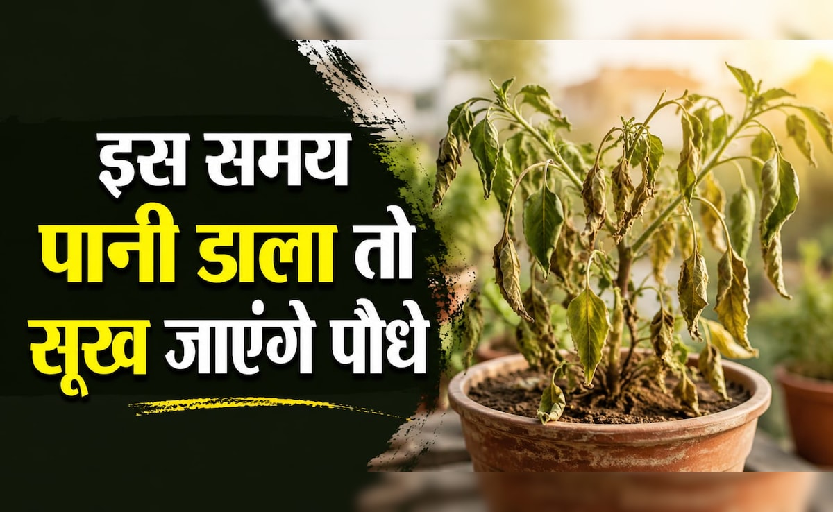 इस समय पानी डाला तो सूख जाएंगे पौधे, 90% लोग करते हैं ये गलती