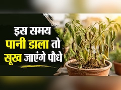 इस समय पानी डाला तो सूख जाएंगे पौधे, 90% लोग करते हैं ये गलती