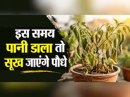 इस समय पानी डाला तो सूख जाएंगे पौधे, 90% लोग करते हैं ये गलती
