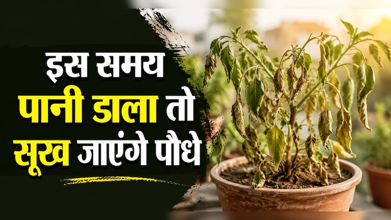 इस समय पानी डाला तो सूख जाएंगे पौधे, 90% लोग करते हैं ये गलती