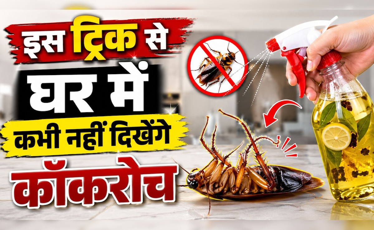 तिलचट्टों ने बना लिया किचन को अड्डा? ये 5 ट्रिक्स दिखाएंगी ऐसा असर कि दोबारा नहीं लौटेंगे कॉकरोच