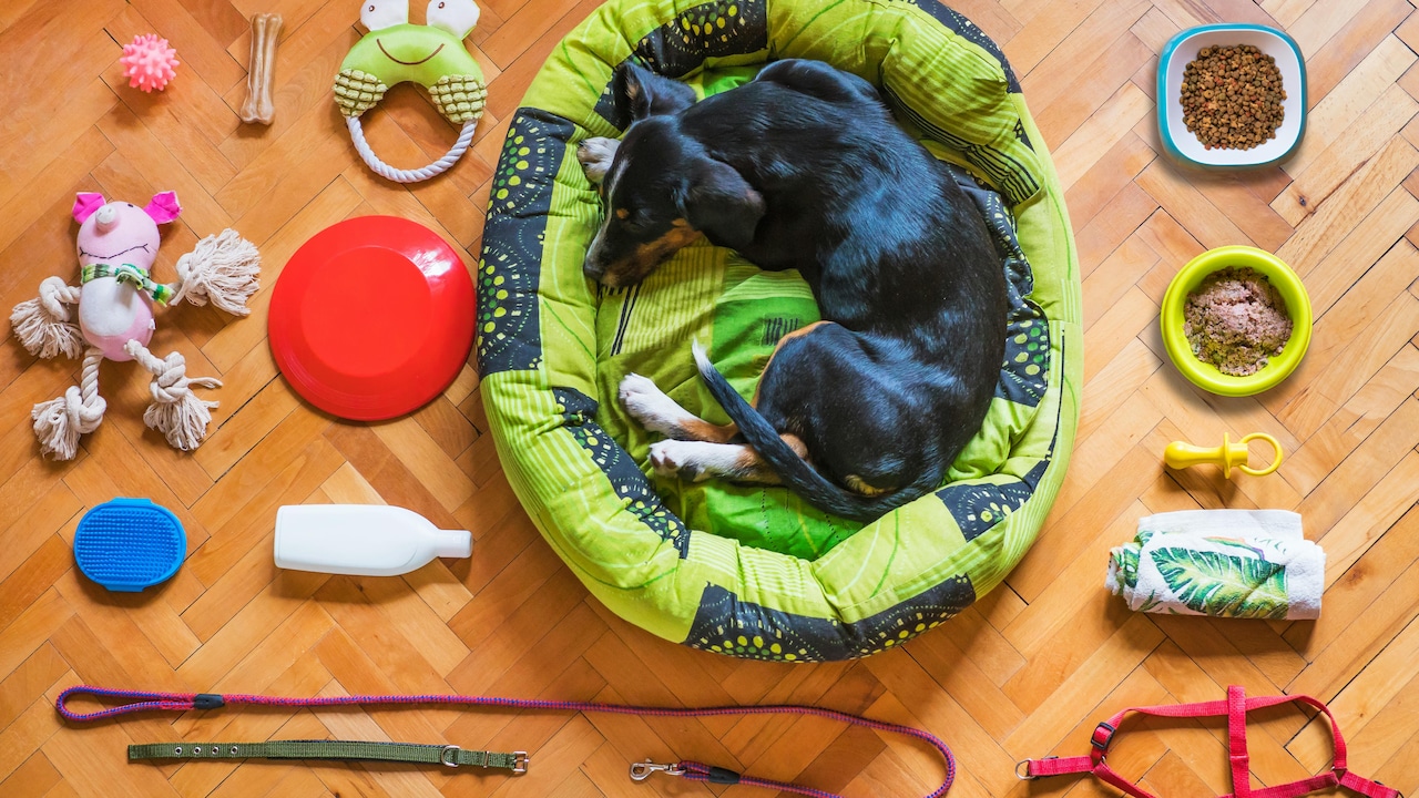 Essential pet picks to build a happy and stylish space for your furry friend