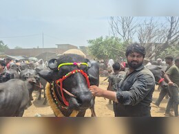 काजू-बादाम डाइट और देसी घी से मालिश, हापुड़ के बाजार में आया 31 लाख का 'VIP भैंसा'