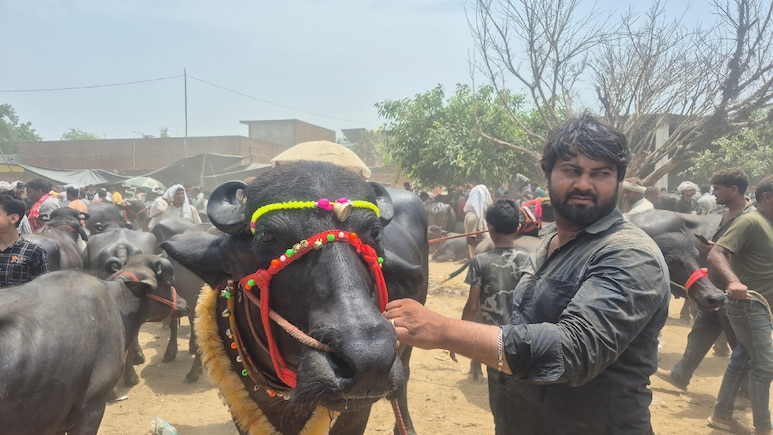 काजू-बादाम डाइट और देसी घी से मालिश, हापुड़ के बाजार में आया 31 लाख का 'VIP भैंसा'