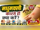 मधुमक्खी काट ले तो फौरन क्या करना चाहिए? जानिए सही तरीका, वरना बढ़ सकती है परेशानी