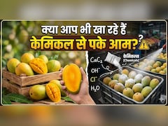 Chemical से पके आम की कैसे करें पहचान? ये रही आसान ट्रिक!