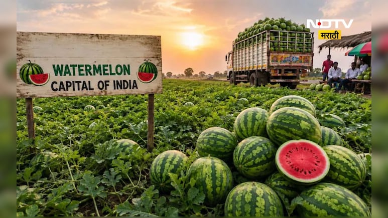 Watermelon Capital: कोणतं शहर आहे भारताची 'वॉटरमेलन कॅपिटल'? उन्हाळ्यात सर्वत्र दिसतायत फक्त कलिंगड
