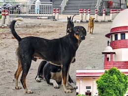 सुप्रीम कोर्ट के निर्देश लागू करेगा पंजाब, भीड़भाड़ वाले इलाकों से हटेंगे आवारा कुत्ते
