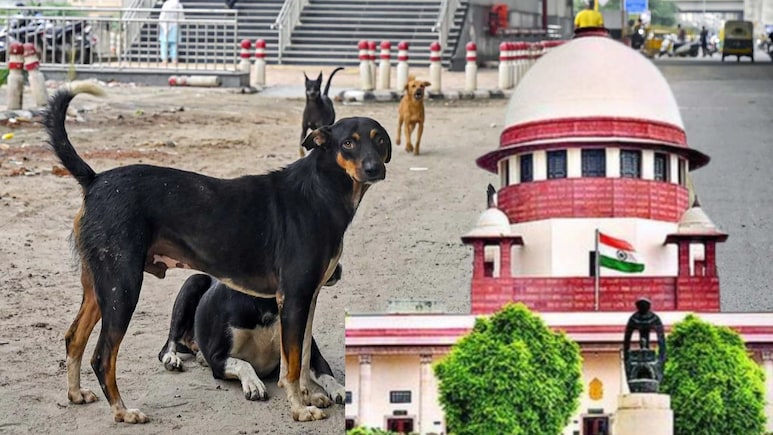 कुत्ते के काटने के मामलों में सुप्रीम कोर्ट इतना सख़्त क्यों? आंकड़ों से समझिए पूरी कहानी