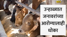 Summer Tips For Animals: उन्हाळ्याचा जनावरांच्या आरोग्यालाही फटका! विषबाधेची कारण, लक्षणे आणि उपाय जाणून घ्या