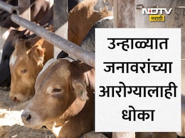 Summer Tips For Animals: उन्हाळ्याचा जनावरांच्या आरोग्यालाही फटका! विषबाधेची कारण, लक्षणे आणि उपाय जाणून घ्या