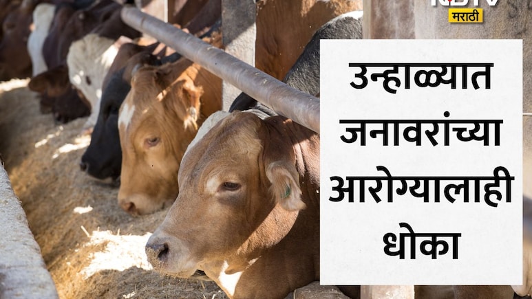 Summer Tips For Animals: उन्हाळ्याचा जनावरांच्या आरोग्यालाही फटका! विषबाधेची कारण, लक्षणे आणि उपाय जाणून घ्या