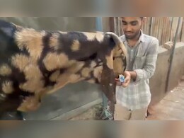 Bakrid 2026: अजमेर बकरा मंडी में 'लाडू' का जलवा, काजू-बादाम के साथ खाता है 'रजनीगंधा', नहीं मिलने पर दिखाता है तेवर