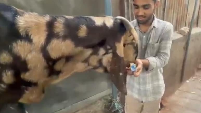 Bakrid 2026: अजमेर बकरा मंडी में 'लाडू' का जलवा, काजू-बादाम के साथ खाता है 'रजनीगंधा', नहीं मिलने पर दिखाता है तेवर