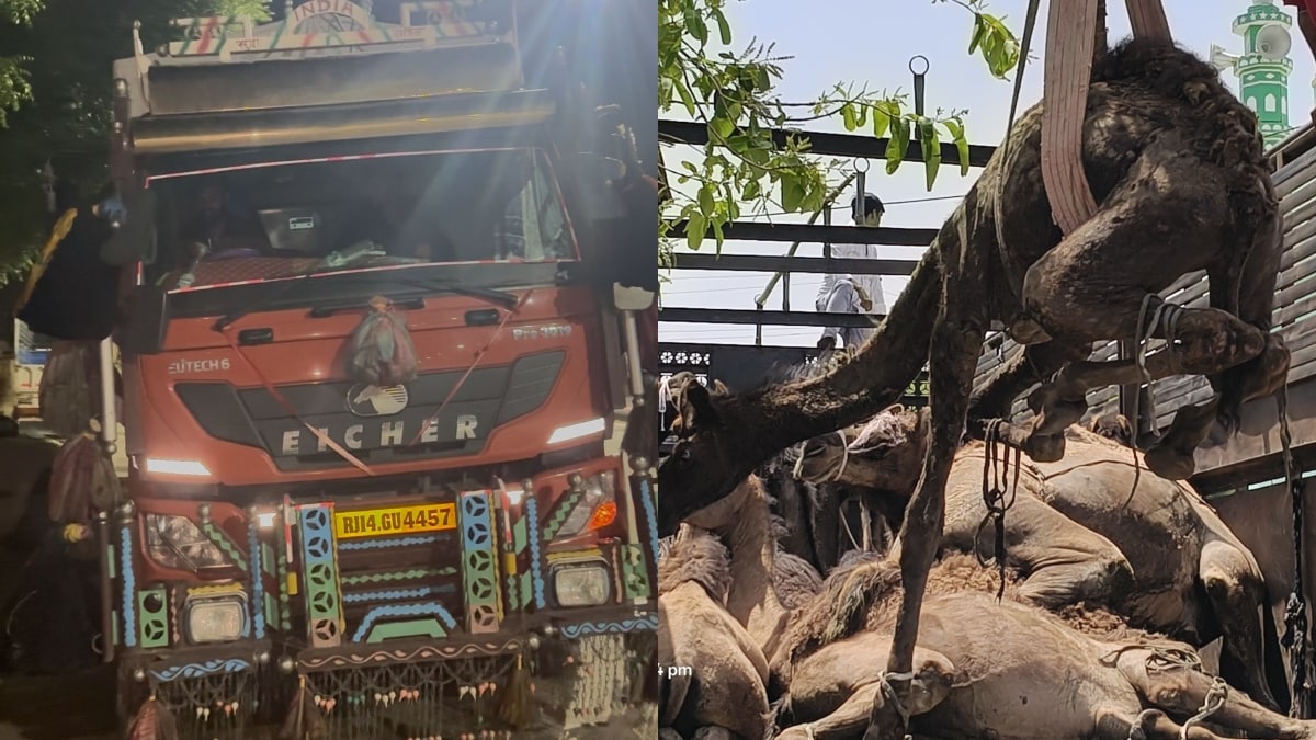 ट्रक के अंदर ऊंटों को ठूंसकर रखा गया था