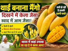 Thai Banana Mango: दिखने में केले जैसा, स्वाद में आम जैसा... जानिए क्यों चर्चा में है ये खास फल