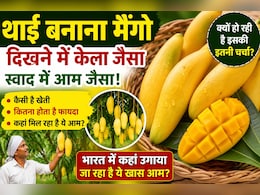 Thai Banana Mango: दिखने में केले जैसा, स्वाद में आम जैसा... जानिए क्यों चर्चा में है ये खास फल