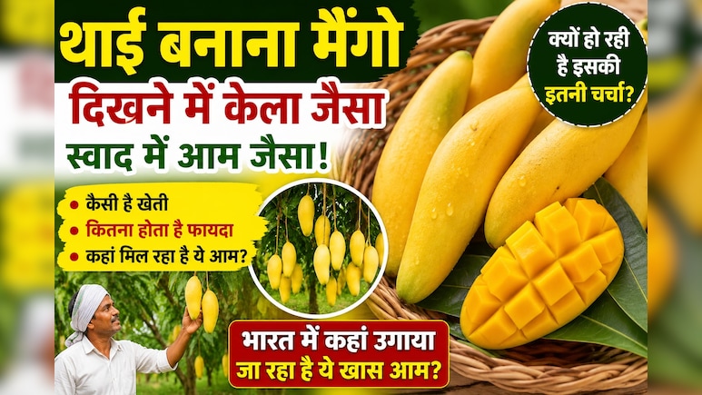 Thai Banana Mango: दिखने में केले जैसा, स्वाद में आम जैसा... जानिए क्यों चर्चा में है ये खास फल