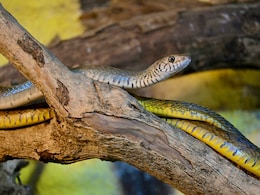 Which Place Is Known As The Snake Village Of India?