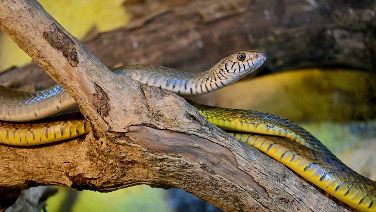 Which Place Is Known As The Snake Village Of India?
