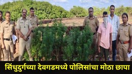 Sindhudurg News : देवगडमध्ये 'त्या' घराजवळ सुरु होता हादरंवून टाकणारा प्रकार, 5 फूट उंचीची 23 झाडे केली जप्त