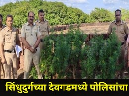 Sindhudurg News : देवगडमध्ये 'त्या' घराजवळ सुरु होता हादरंवून टाकणारा प्रकार, 5 फूट उंचीची 23 झाडे केली जप्त