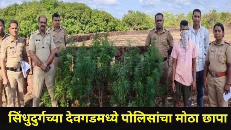 Sindhudurg News : देवगडमध्ये 'त्या' घराजवळ सुरु होता हादरंवून टाकणारा प्रकार, 5 फूट उंचीची 23 झाडे केली जप्त