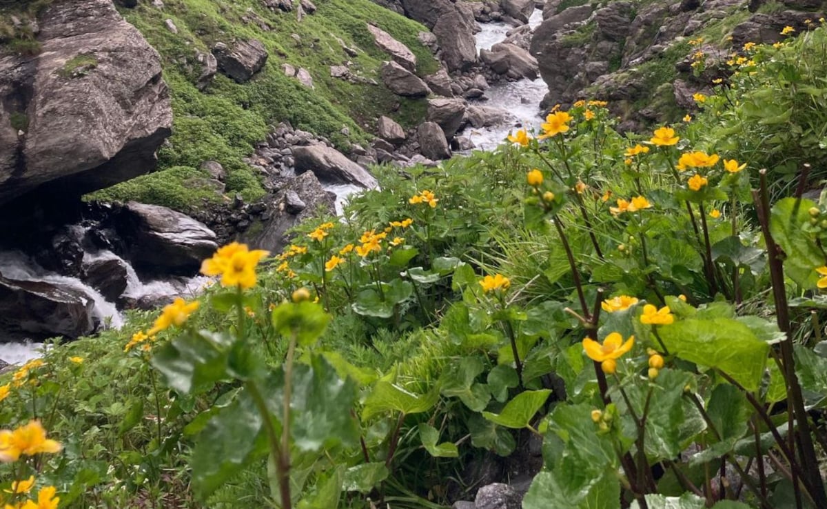During peak bloom, the valley explodes into colours with flowers. During peak bloom, the valley explodes into colours with flowers.