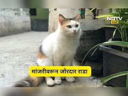 Pune News: मांजरीवरून वाद! वृद्ध महीलेला लाथाबुक्क्यांनी मारलं, विट ही डोक्यात घातली, जोरदार राडा