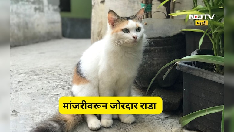 Pune News: मांजरीवरून वाद! वृद्ध महीलेला लाथाबुक्क्यांनी मारलं, विट ही डोक्यात घातली, जोरदार राडा