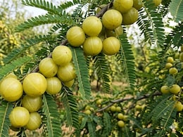 Liver Health To Blood Sugar Control: Starting Your Day With Raw Amla Can Offer These 5 Benefits