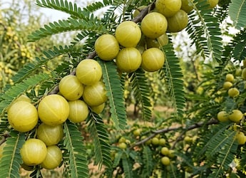 How Eating Fresh Gooseberry Before Meals Reduces Blood Sugar Spikes