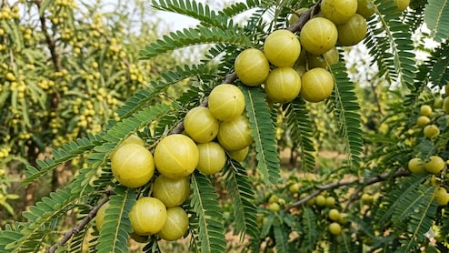 Liver Health To Blood Sugar Control: Starting Your Day With Raw Amla Can Offer These 5 Benefits
