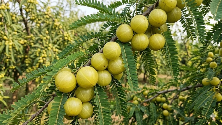 Liver Health To Blood Sugar Control: Starting Your Day With Raw Amla Can Offer These 5 Benefits