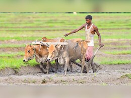 राजस्थान में घोड़ा, बैल-भैंसा समेत इन जानवरों से दोपहर में काम लेने पर लगी रोक, सरकार का सर्कुलर जारी
